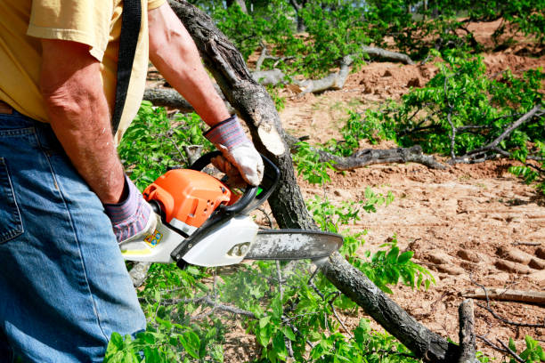 Lawn Renovation and Restoration in Hempstead, TX